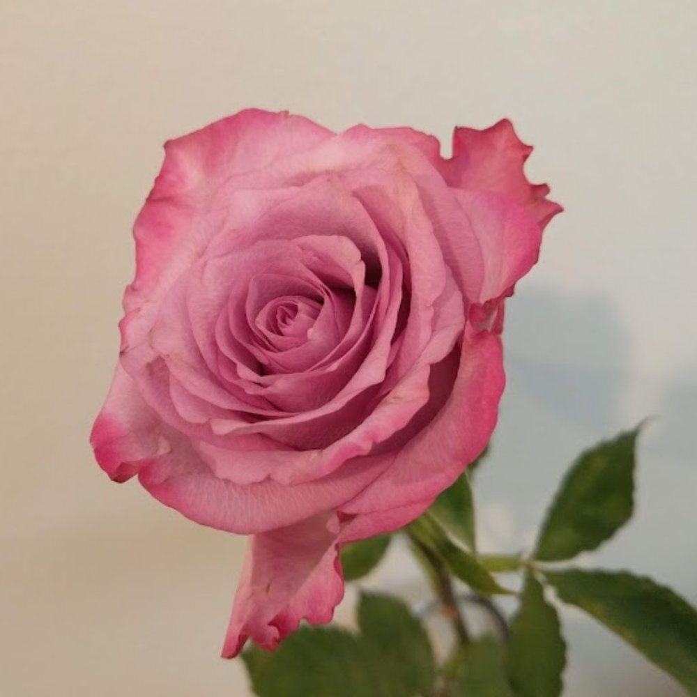 Meet your Posher, Posh